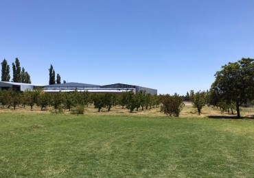 finca de 5500 m2 de plantacion de duraznos y casa de 120 m2 y galpon en Spinelli 751, El Cerrito