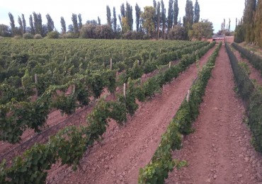 Finca en pleno crecimiento de dos parcelas en Cañada Seca,San Rafael, Mendoza
