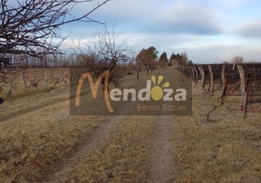 FINCA DE 20 HECTAREAS CON CASA TOTALMENTE AMUEBLADA EN CALLE SARDINI EL USILLAL,  EN SAN RAFAEL MENDOZA