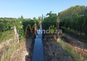 FINCA EN PRODUCCION DE 8 1/2 HECTAREAS  CON DOS CASAS , GALPON Y HERRAMIENTAS